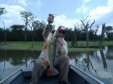 Amazon Fishing Peacock Bass