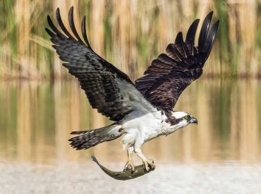 The Osprey's Catch