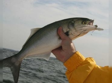 Boat Busters Charters - Offshore